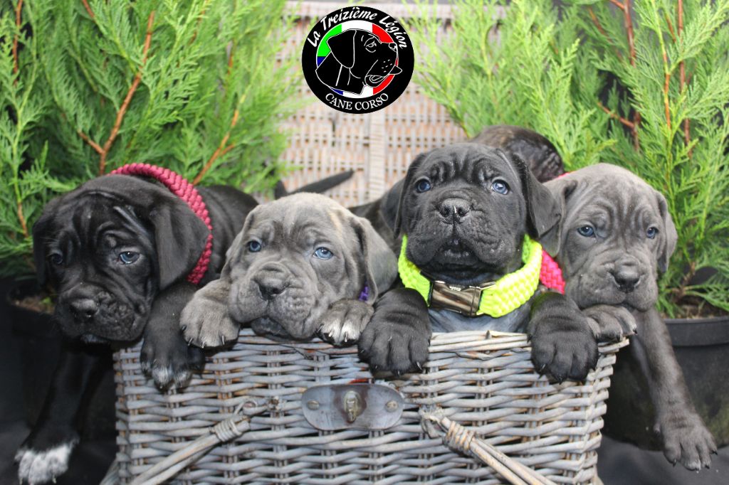 De la Treizieme Legion - 4 Chiots à Réserver