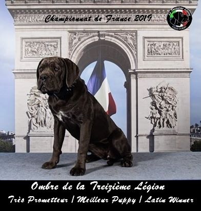 De la Treizieme Legion - Meilleur Puppy Championnat de France 2019