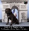  - Meilleur Puppy Championnat de France 2019