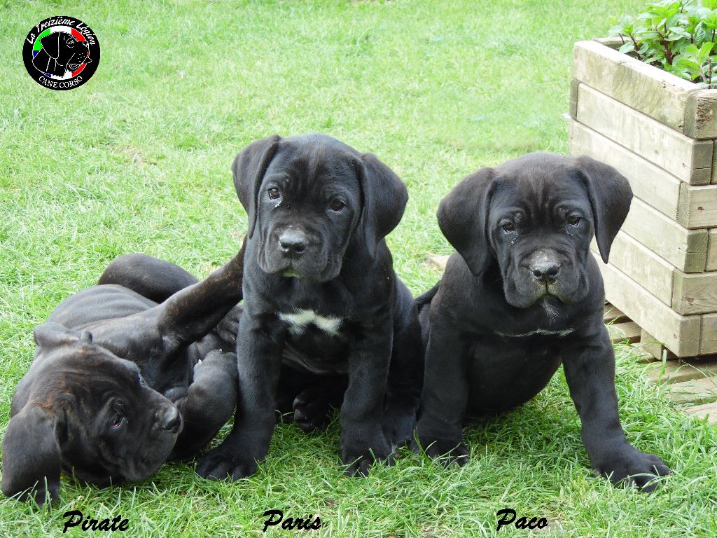 De la Treizieme Legion - 3 Chiots Disponibles