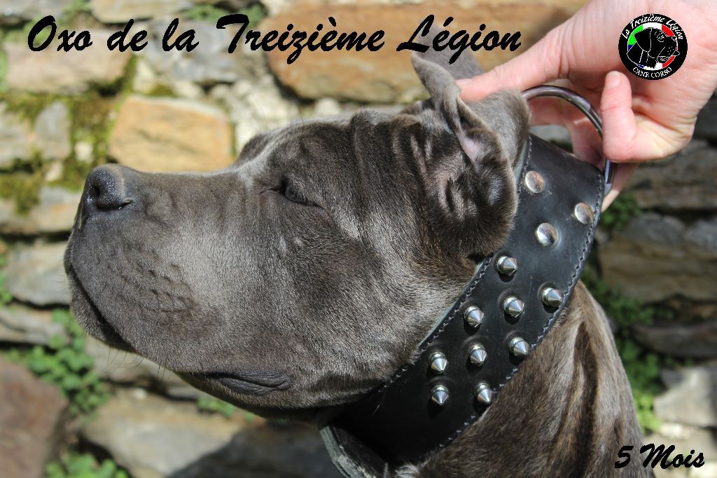 Oxo De la Treizieme Legion