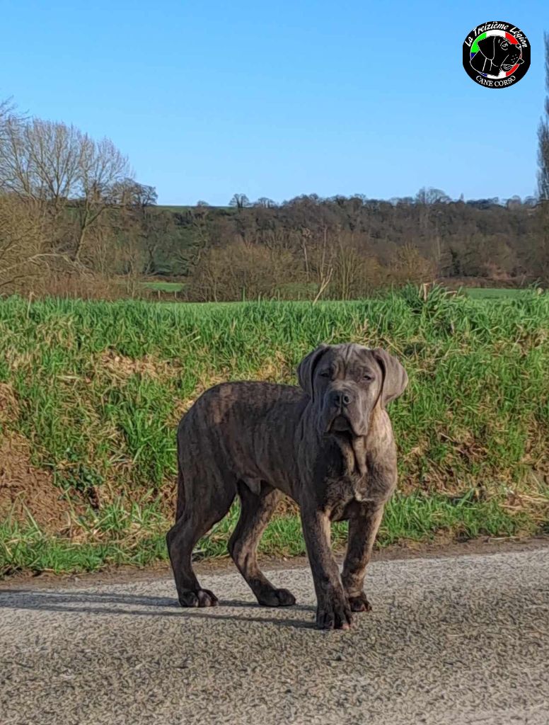 De la Treizieme Legion - Chiot disponible  - Cane Corso