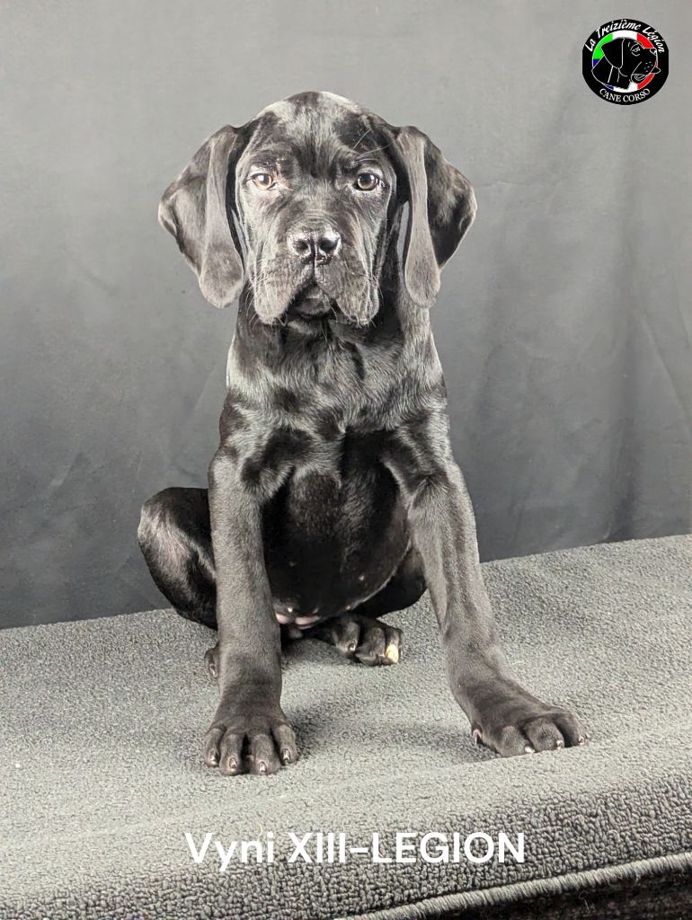 De la Treizieme Legion - Chiot disponible  - Cane Corso