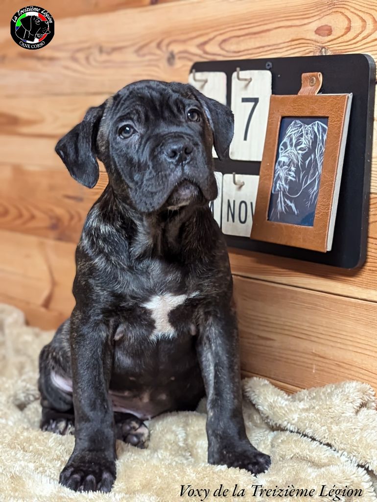 De la Treizieme Legion - Chiot disponible  - Cane Corso