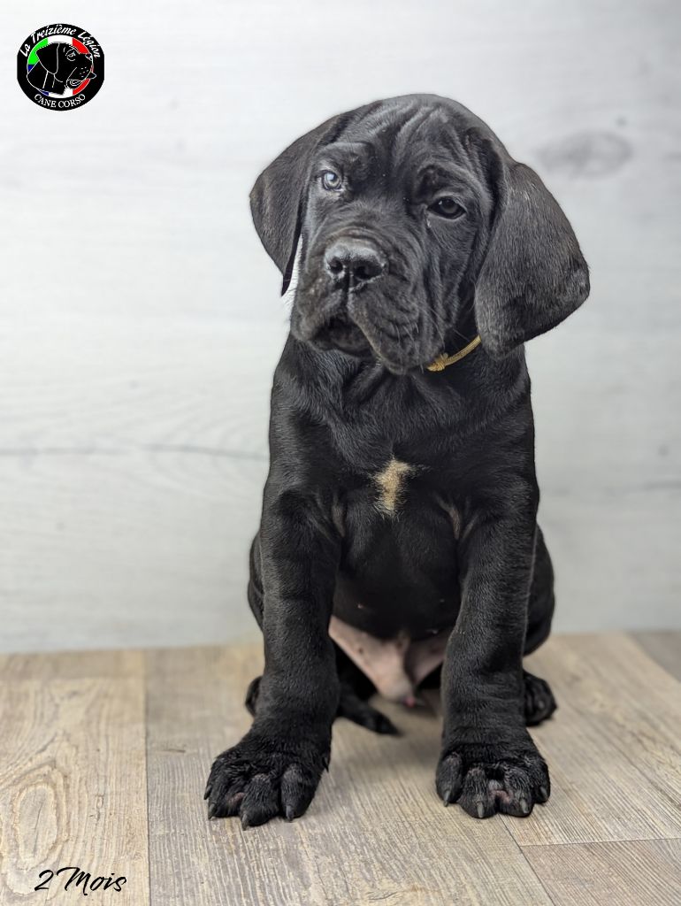 De la Treizieme Legion - Chiot disponible  - Cane Corso