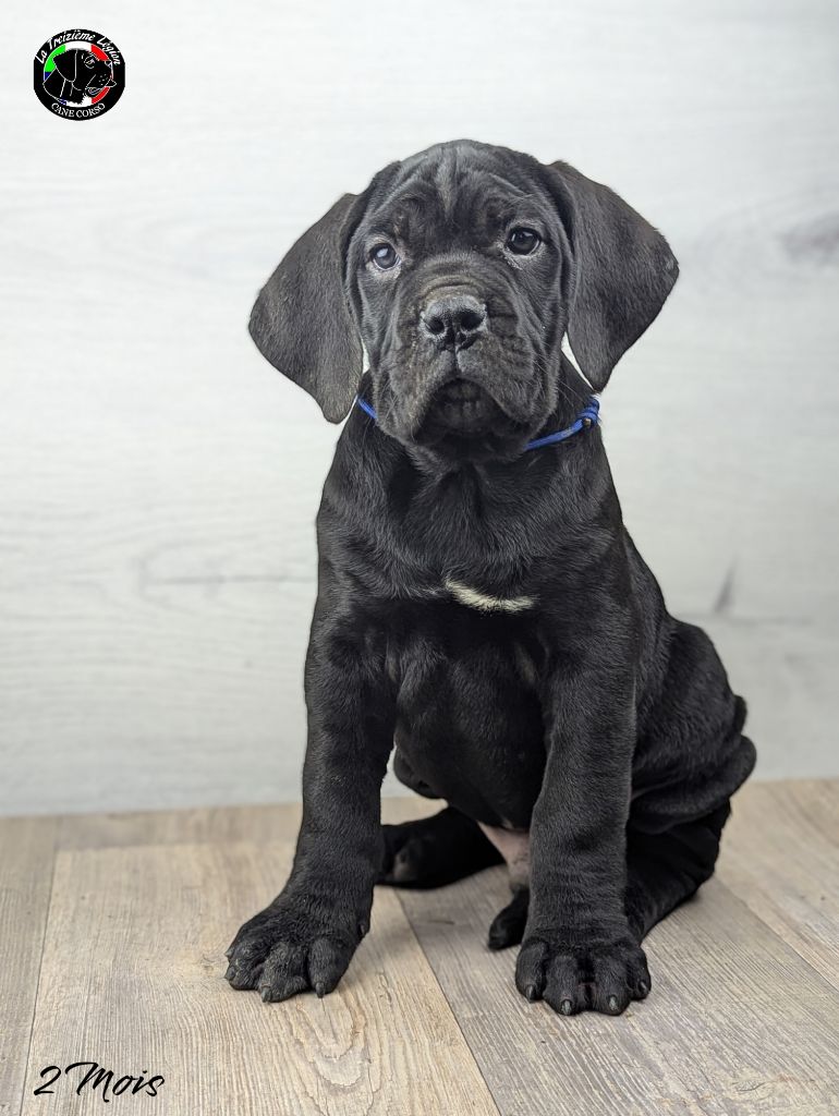 De la Treizieme Legion - Chiot disponible  - Cane Corso