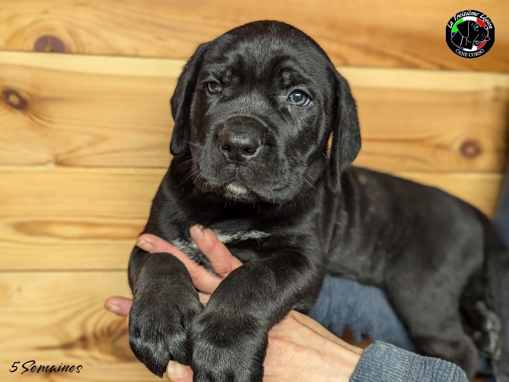 De la Treizieme Legion - Chiot disponible  - Cane Corso