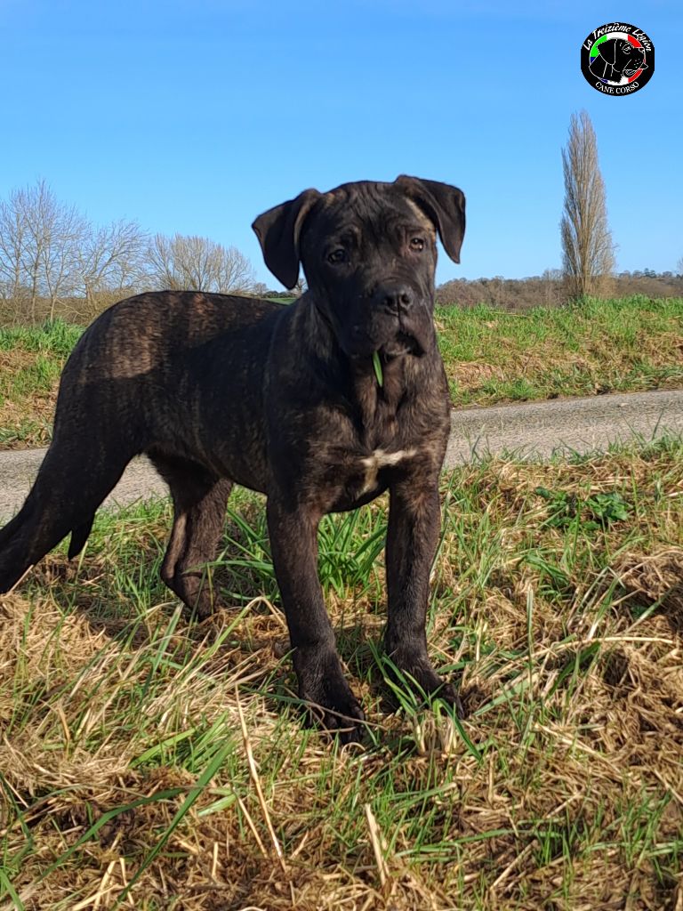 De la Treizieme Legion - Chiot disponible  - Cane Corso