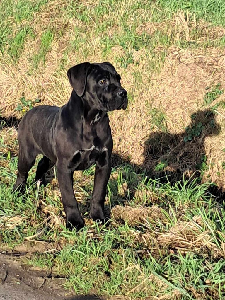 De la Treizieme Legion - Chiot disponible  - Cane Corso