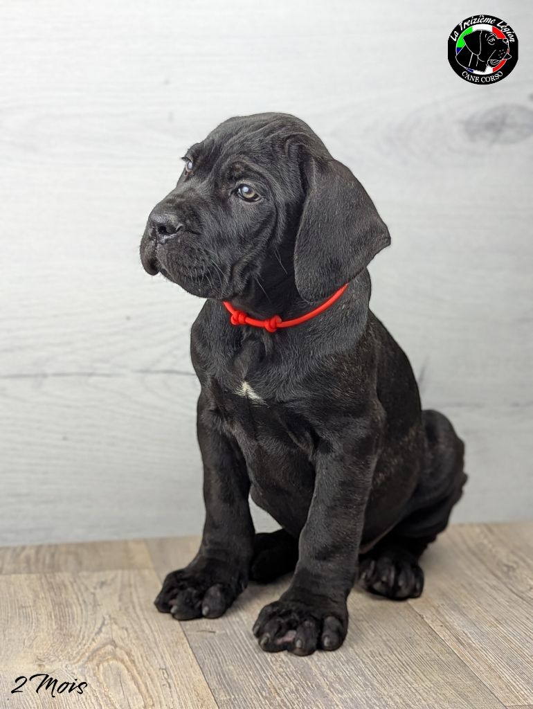 De la Treizieme Legion - Chiot disponible  - Cane Corso