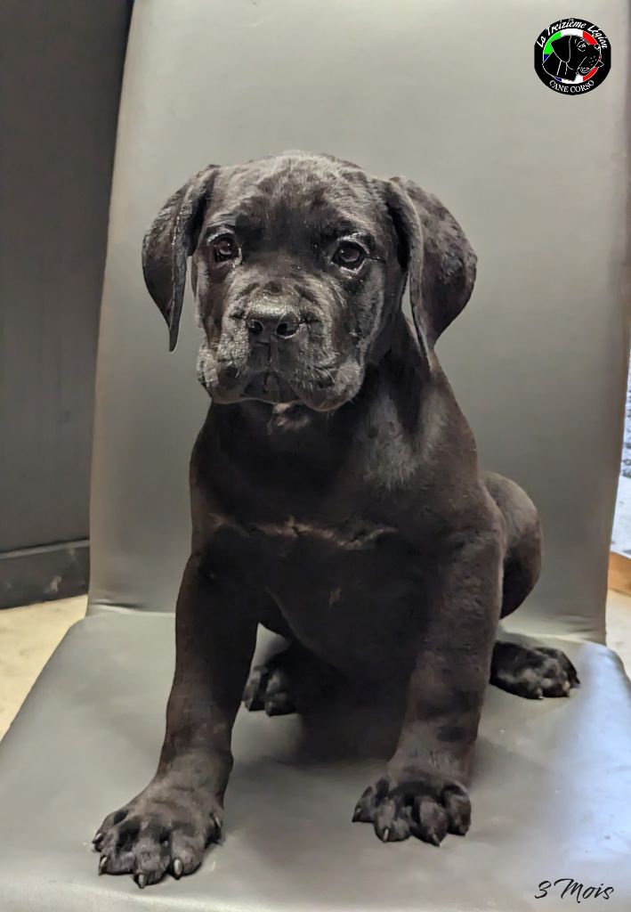 De la Treizieme Legion - Chiot disponible  - Cane Corso