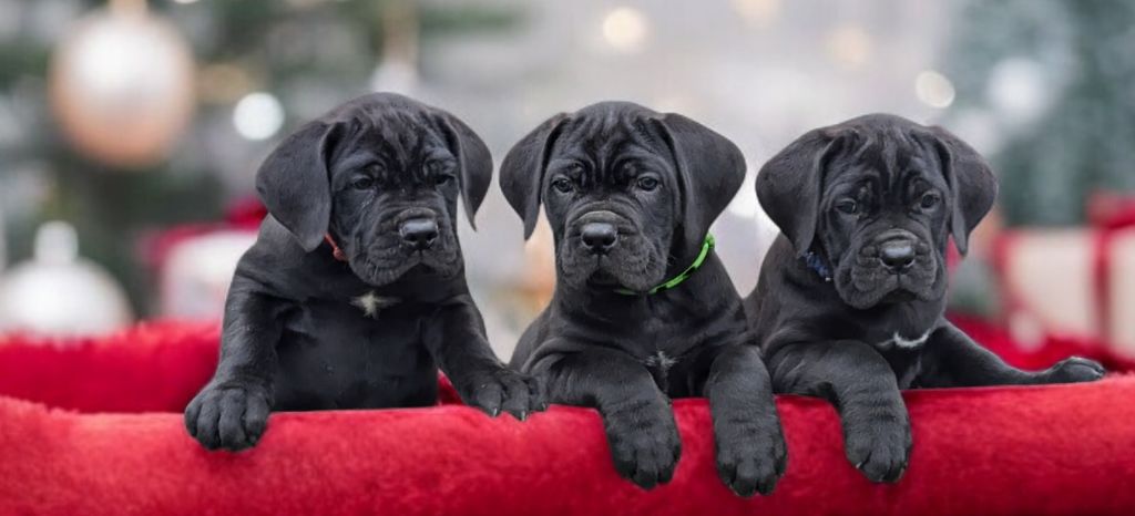 chiot Cane Corso De la Treizieme Legion