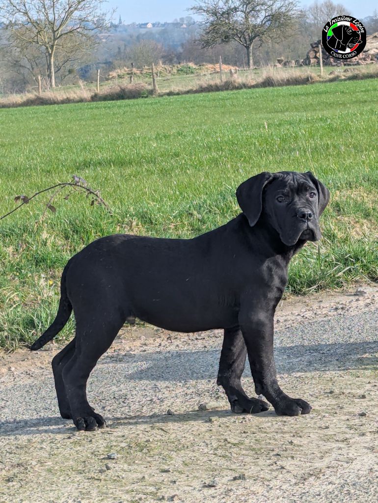 De la Treizieme Legion - Chiot disponible  - Cane Corso