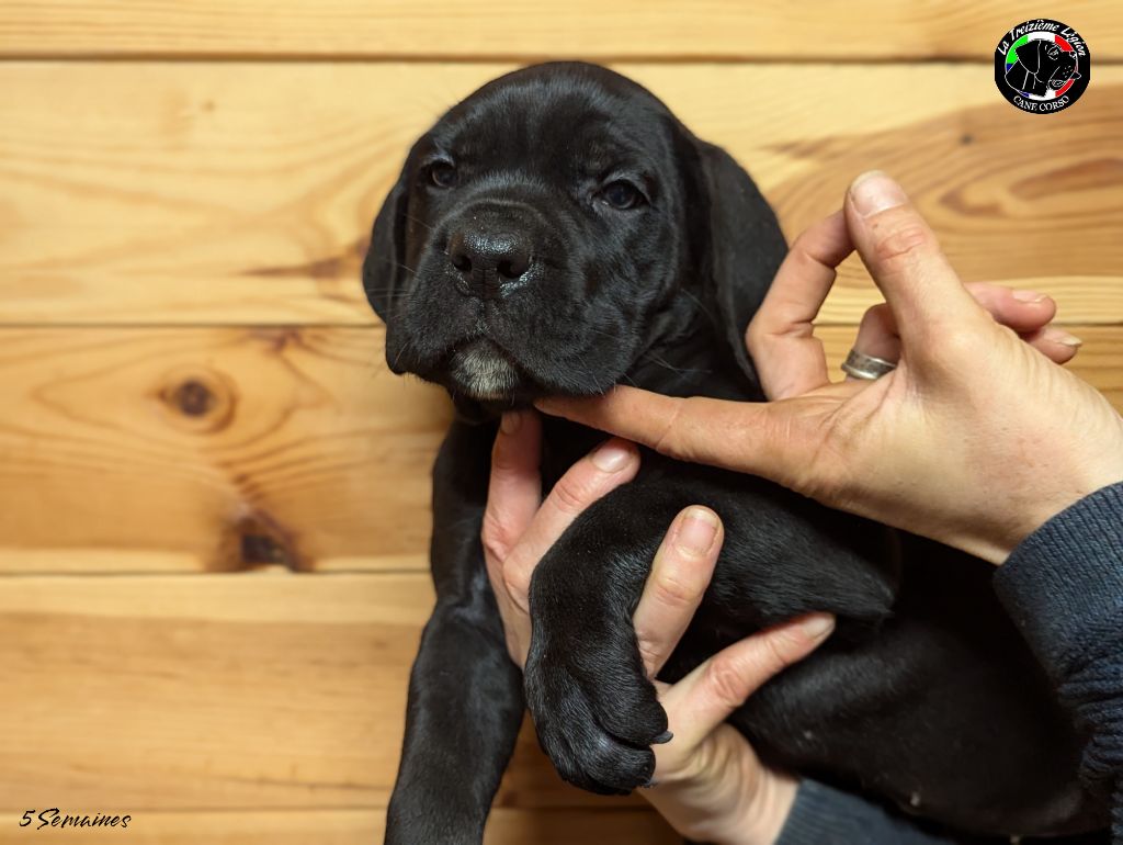 De la Treizieme Legion - Chiot disponible  - Cane Corso