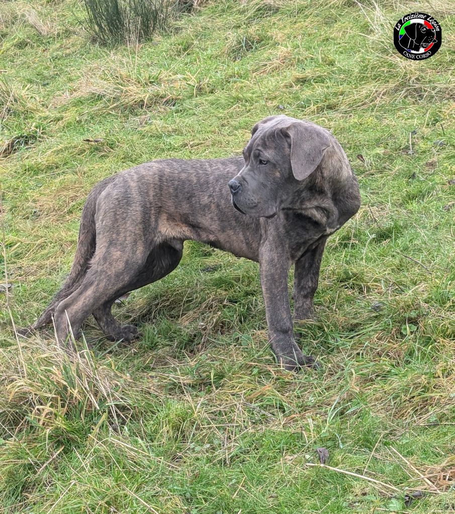 De la Treizieme Legion - Chiot disponible  - Cane Corso