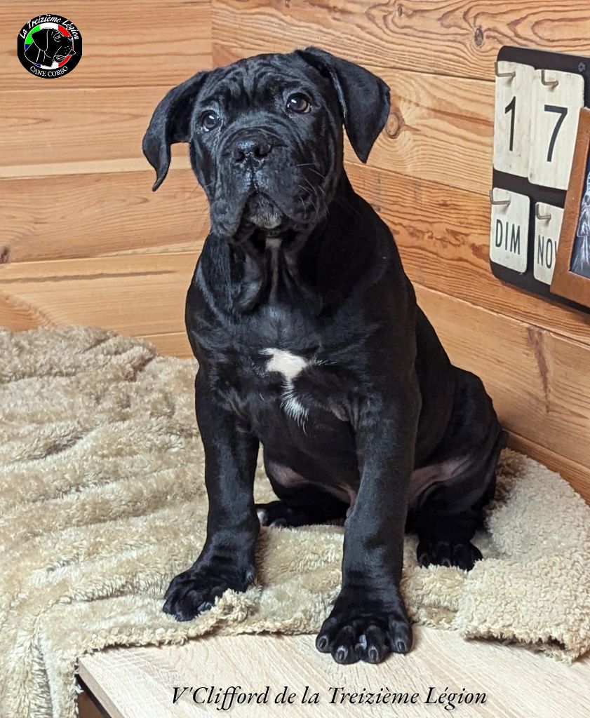 De la Treizieme Legion - Chiot disponible  - Cane Corso