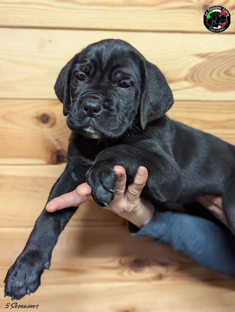 De la Treizieme Legion - Chiot disponible  - Cane Corso