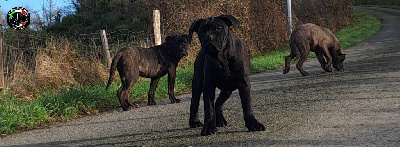 De la Treizieme Legion - Cane Corso - Portée née le 04/09/2024