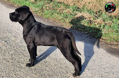 De la Treizieme Legion - Cane Corso - Portée née le 14/08/2024