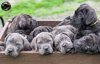 De la Treizieme Legion - Cane Corso - Portée née le 04/09/2024