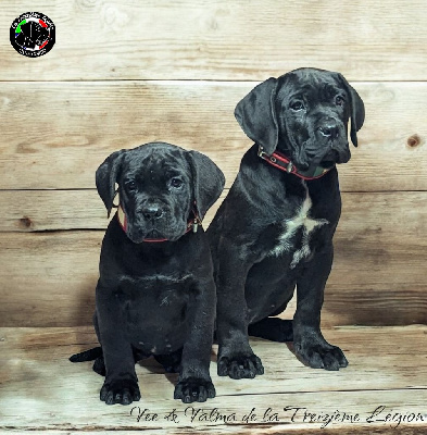 De la Treizieme Legion - Cane Corso - Portée née le 14/08/2024