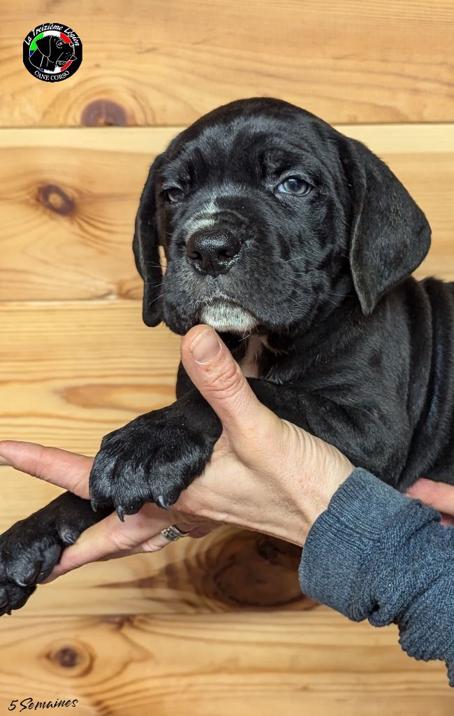 De la Treizieme Legion - Chiot disponible  - Cane Corso