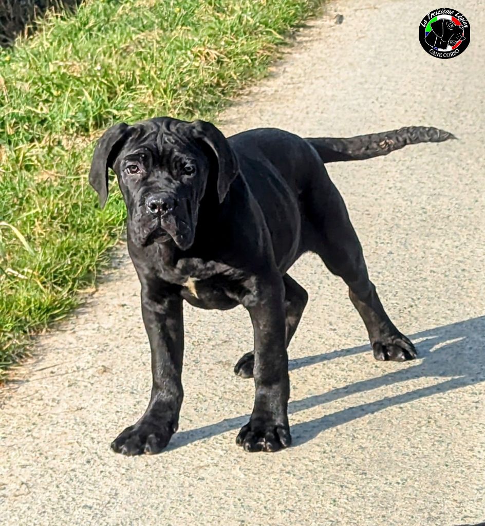 De la Treizieme Legion - Chiot disponible  - Cane Corso