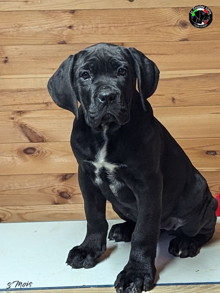 De la Treizieme Legion - Chiot disponible  - Cane Corso