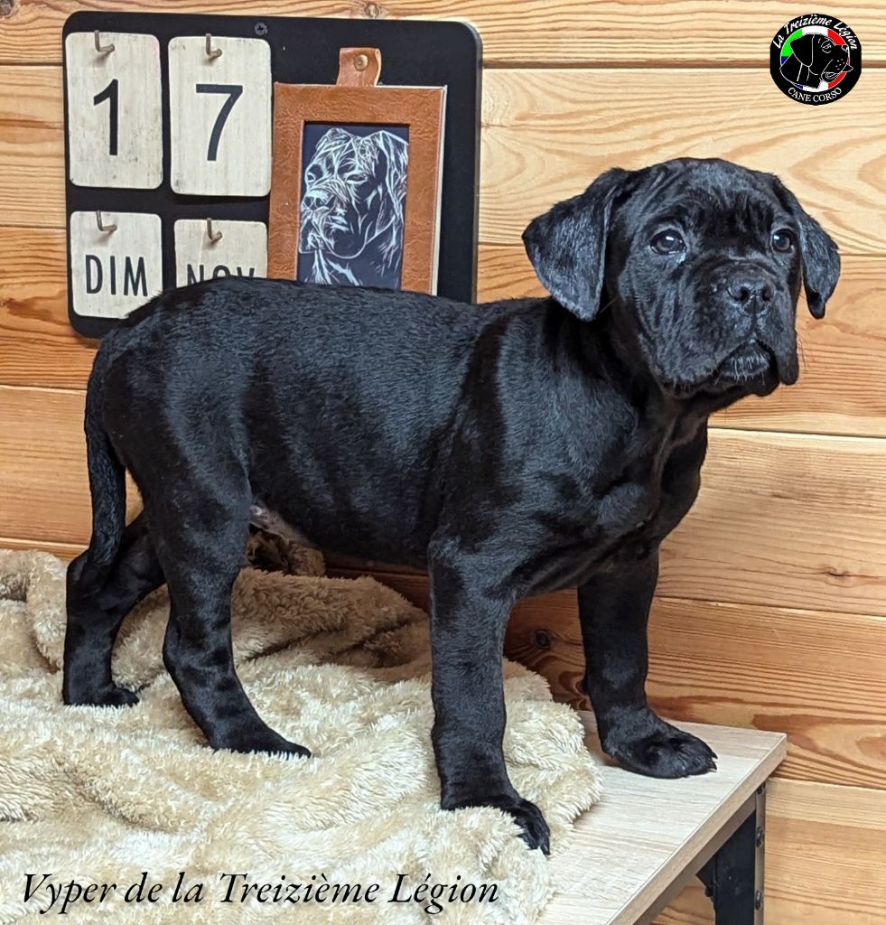 De la Treizieme Legion - Chiot disponible  - Cane Corso