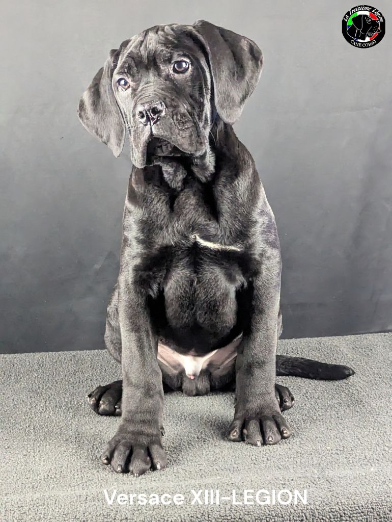 De la Treizieme Legion - Chiot disponible  - Cane Corso