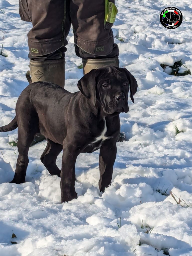 De la Treizieme Legion - Chiot disponible  - Cane Corso