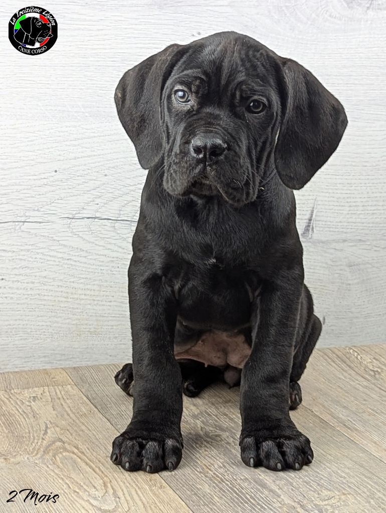 De la Treizieme Legion - Chiot disponible  - Cane Corso