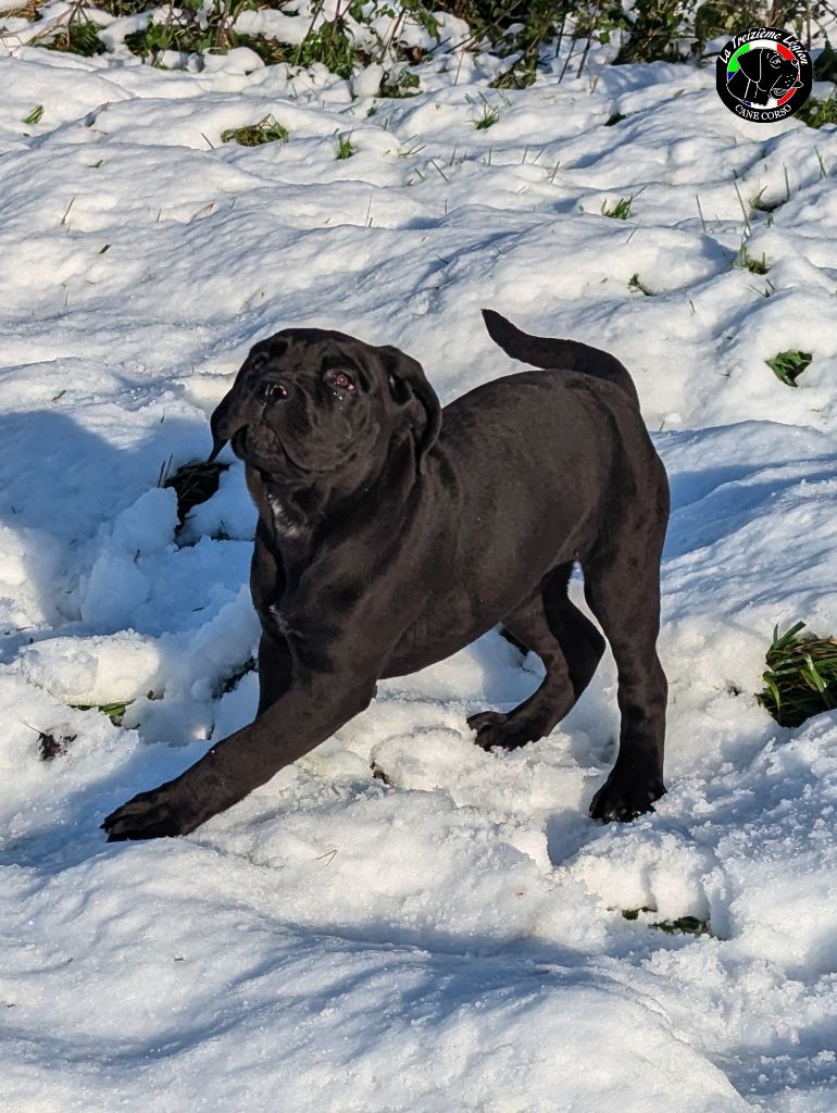 De la Treizieme Legion - Chiot disponible  - Cane Corso