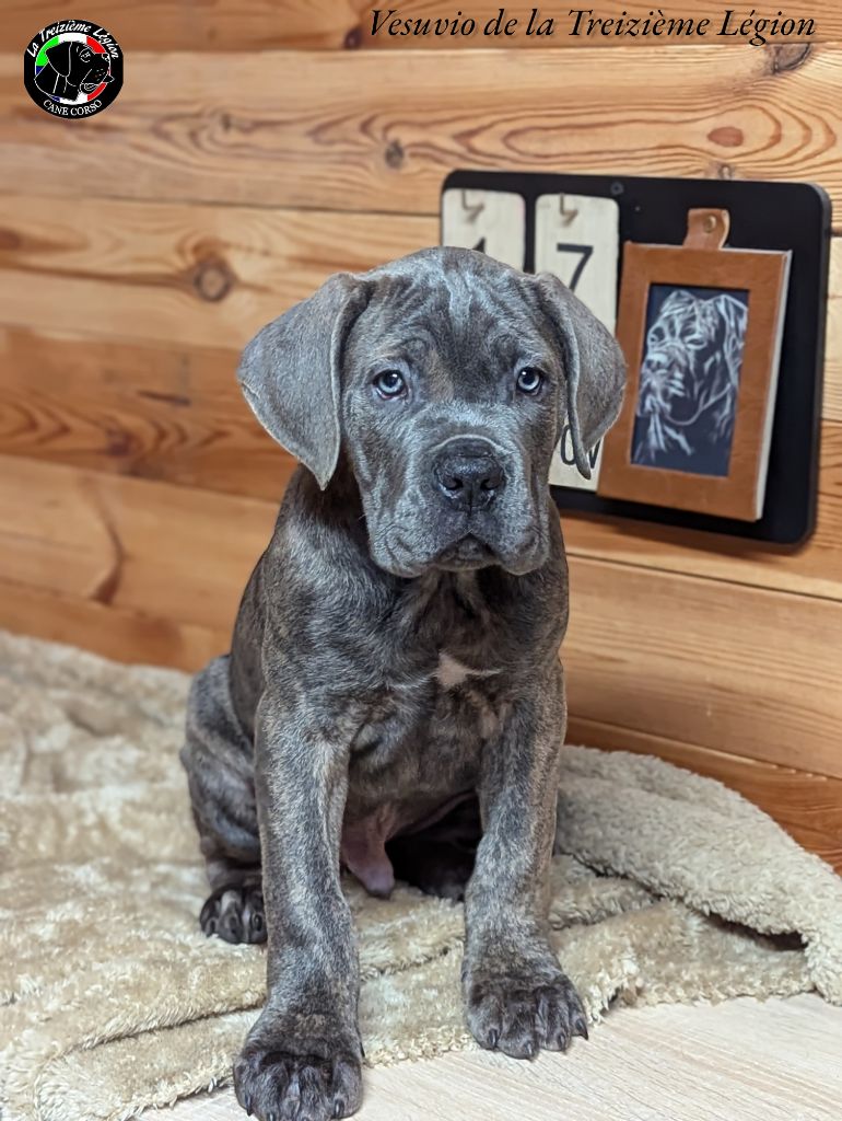 De la Treizieme Legion - Chiot disponible  - Cane Corso