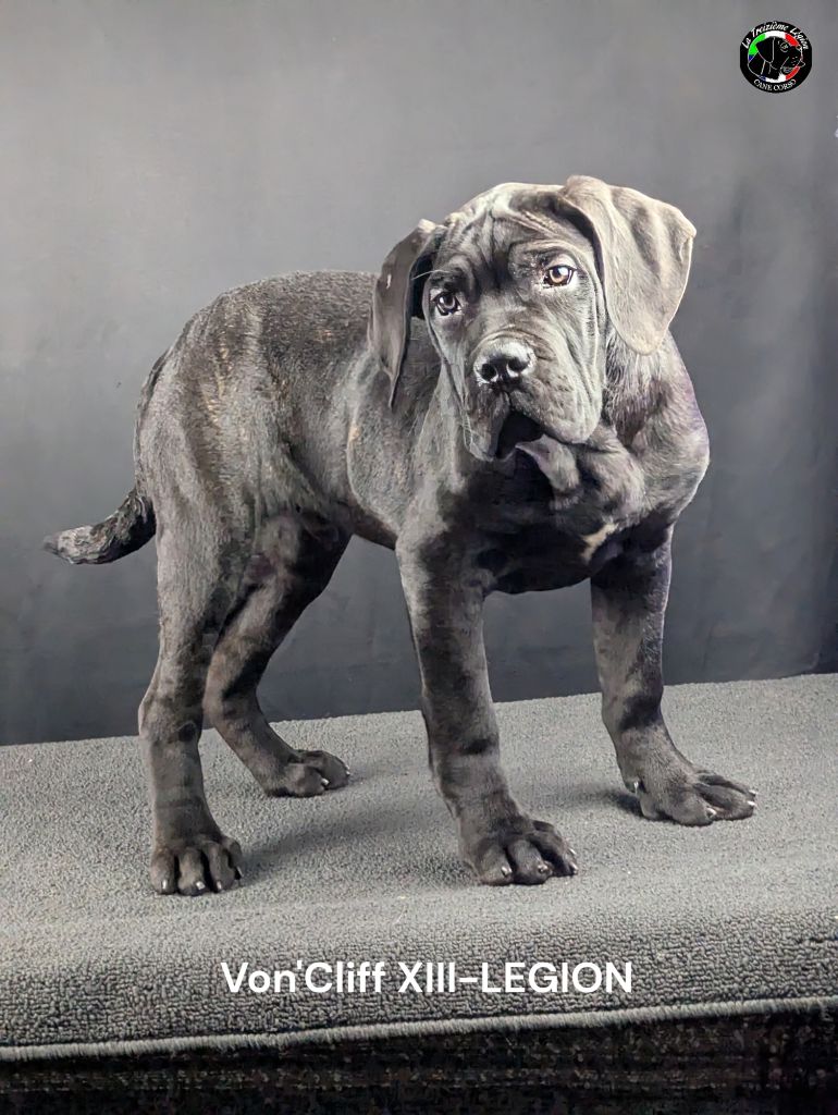 De la Treizieme Legion - Chiot disponible  - Cane Corso