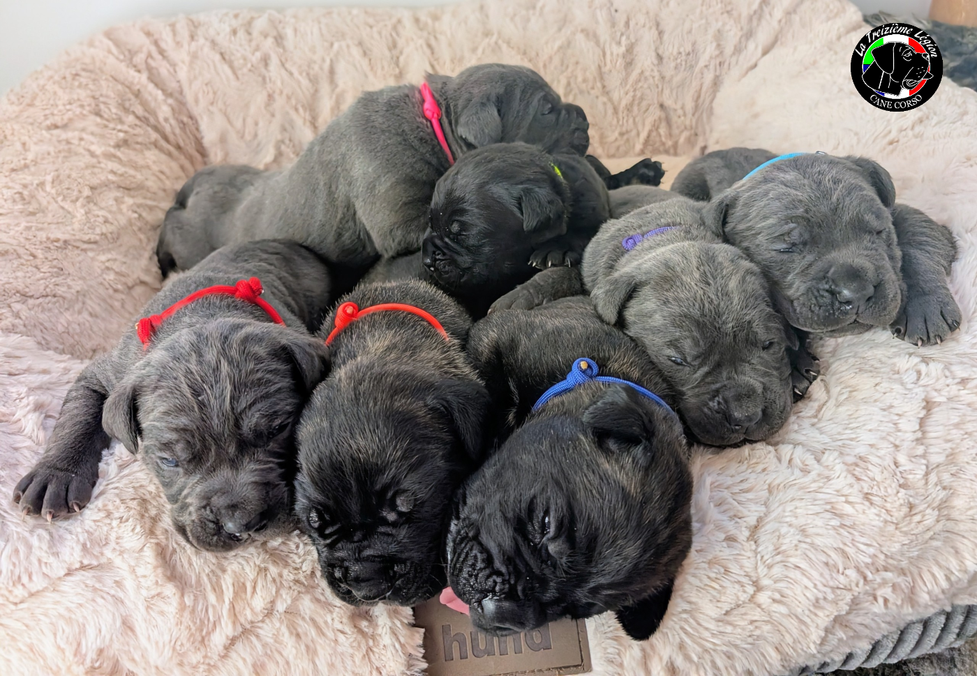 Plus de chiots disponibles