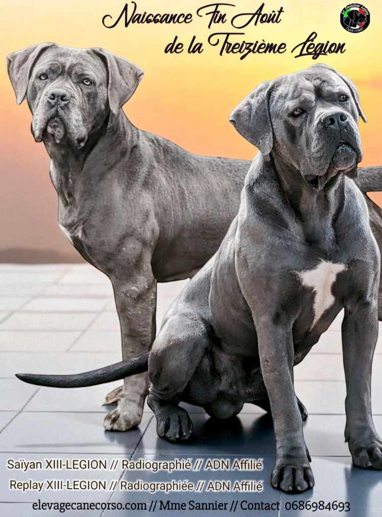 Cane Corso Bleu 