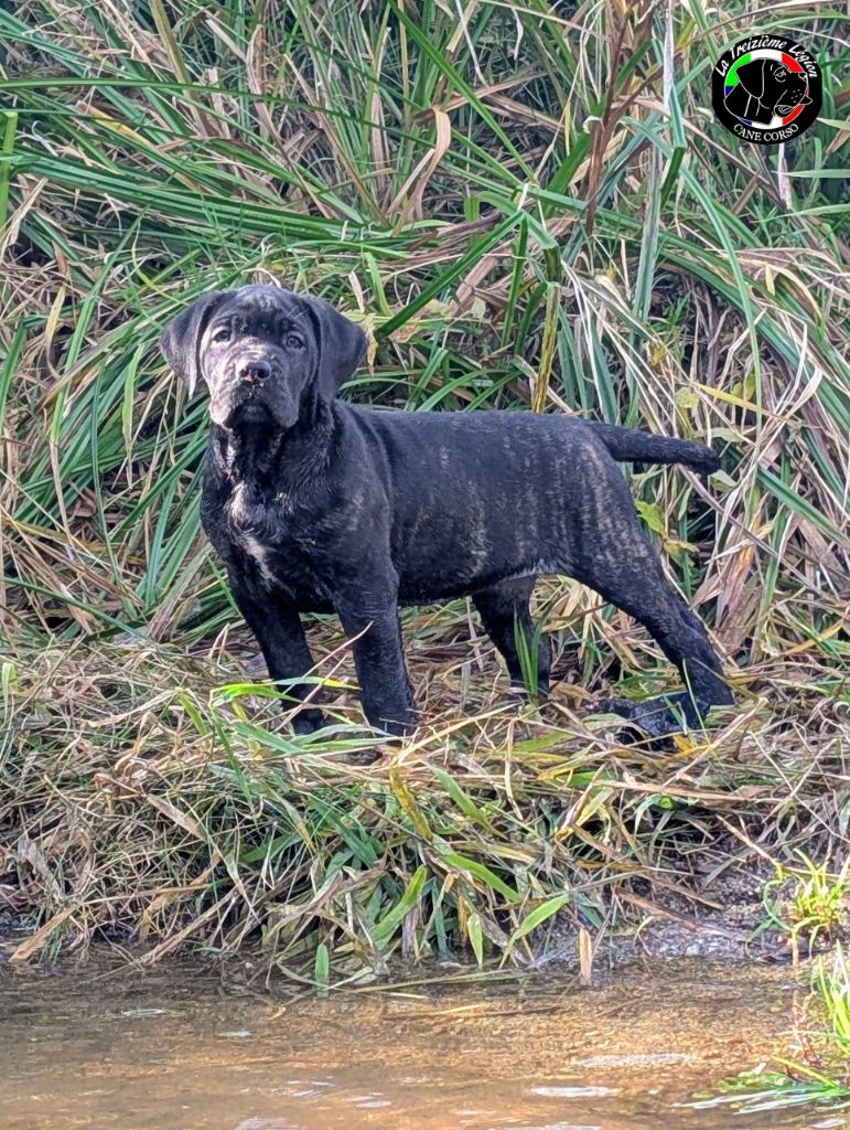 De la Treizieme Legion - Chiots disponibles - Cane Corso