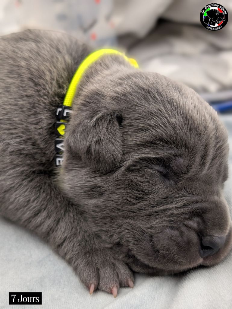 De la Treizieme Legion - Chiots disponibles - Cane Corso