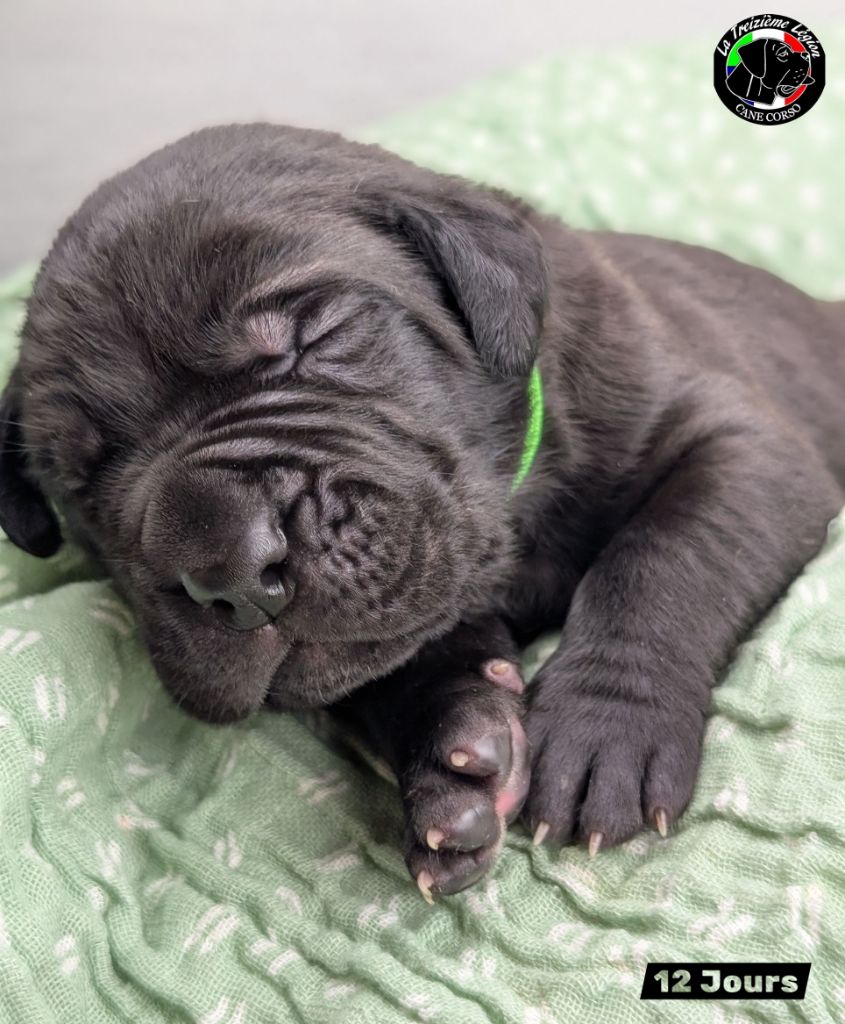 De la Treizieme Legion - Chiots disponibles - Cane Corso