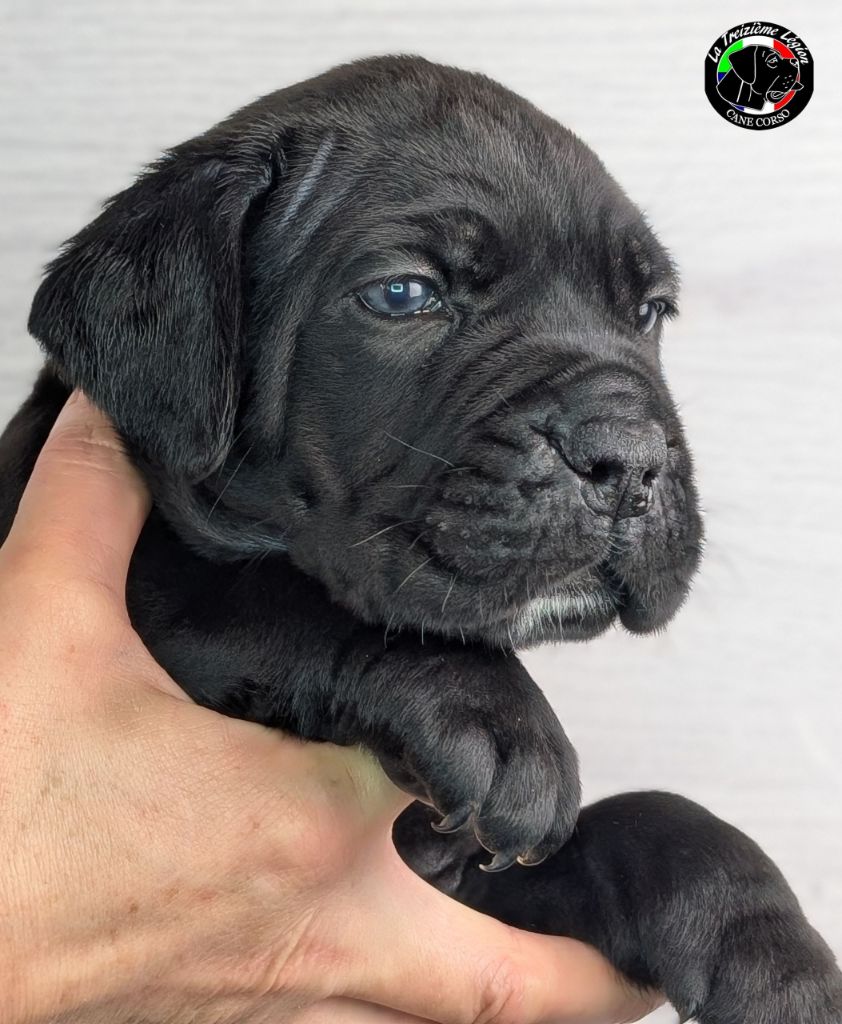 De la Treizieme Legion - Chiots disponibles - Cane Corso