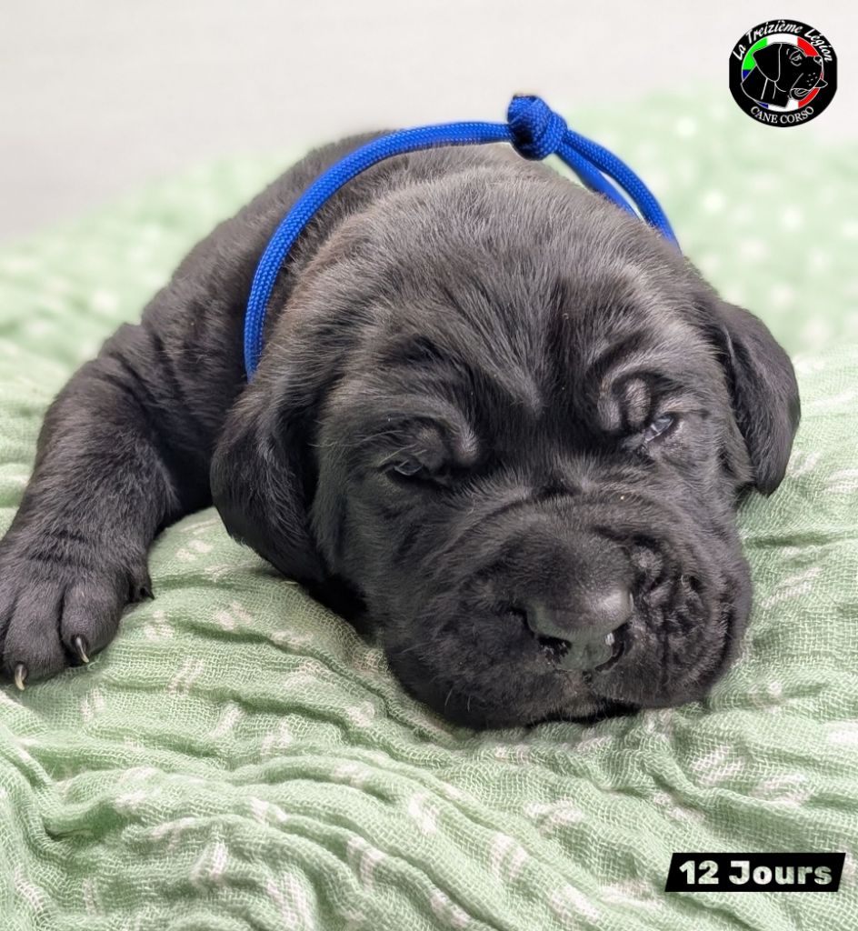 De la Treizieme Legion - Chiots disponibles - Cane Corso