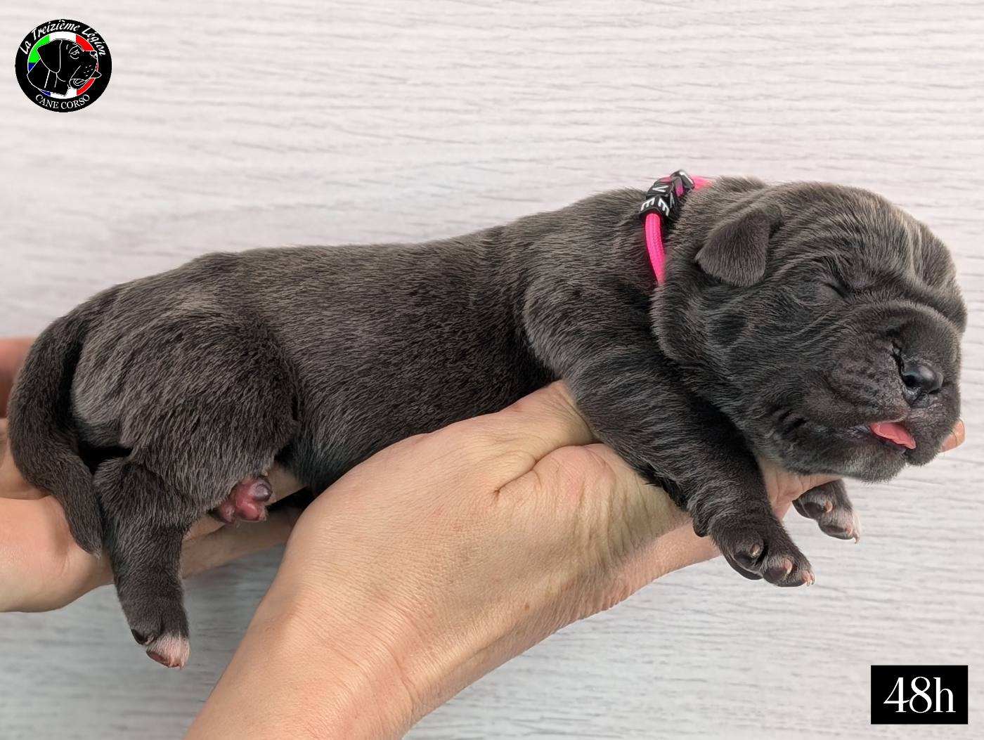 De la Treizieme Legion - Chiots disponibles - Cane Corso