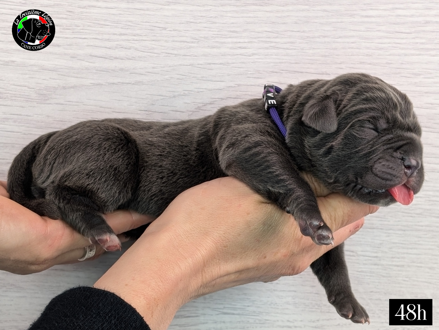 De la Treizieme Legion - Chiots disponibles - Cane Corso