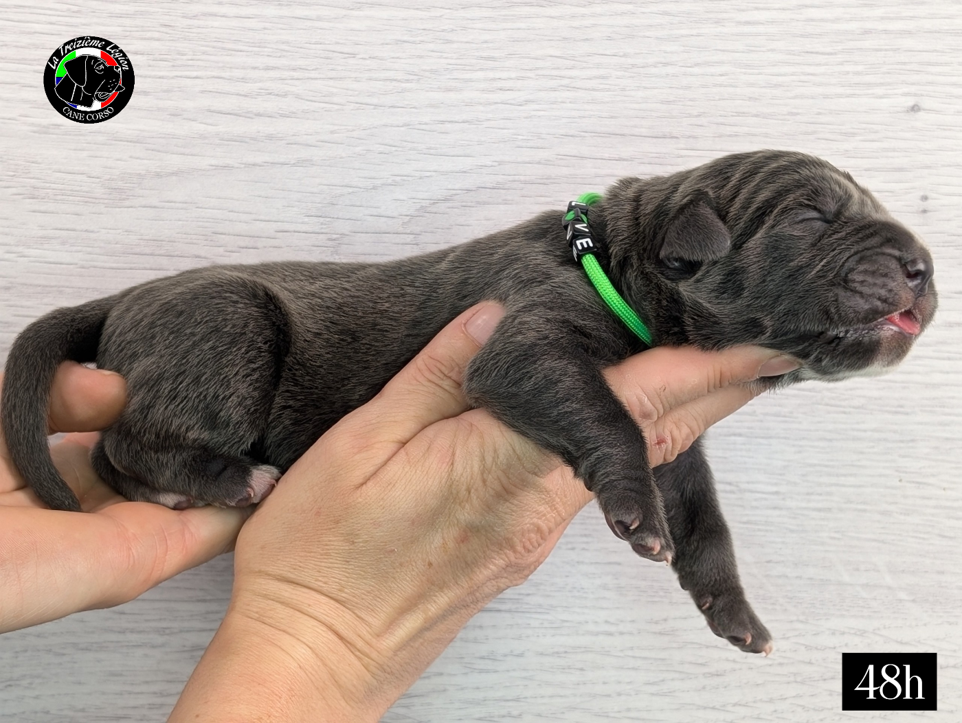 De la Treizieme Legion - Chiots disponibles - Cane Corso