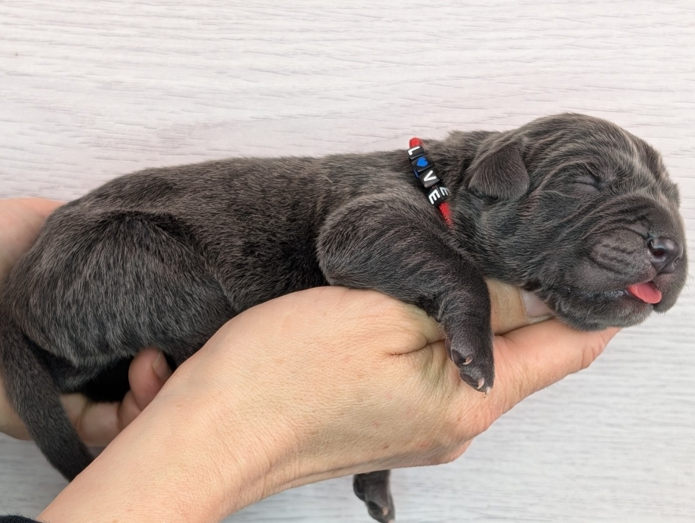 De la Treizieme Legion - Chiots disponibles - Cane Corso