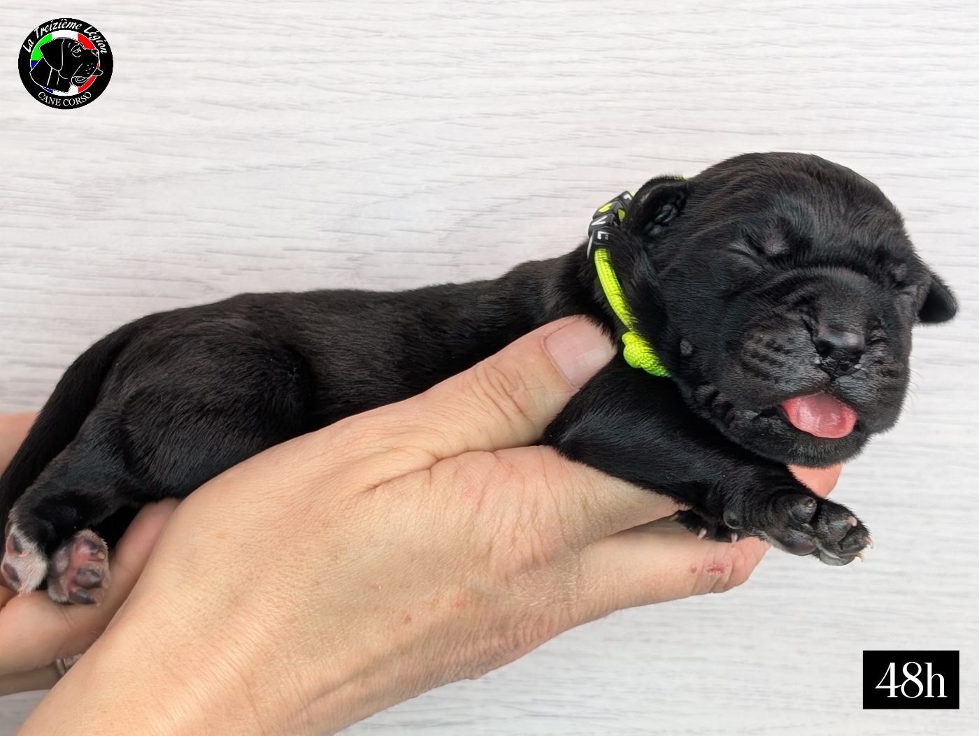 De la Treizieme Legion - Chiots disponibles - Cane Corso