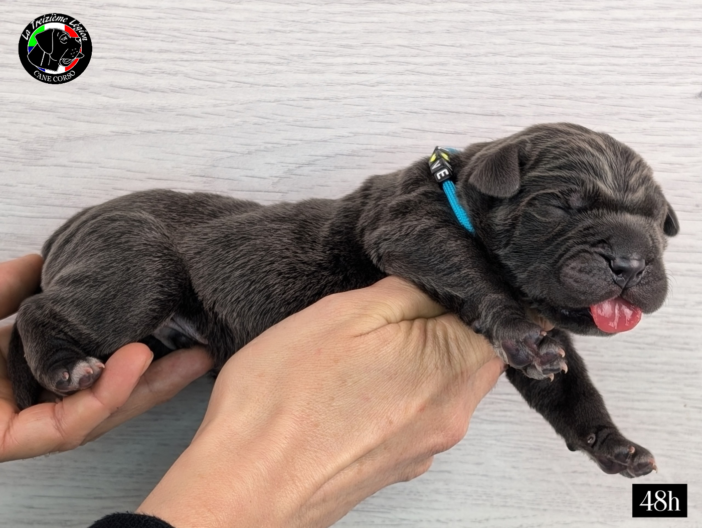 De la Treizieme Legion - Chiots disponibles - Cane Corso
