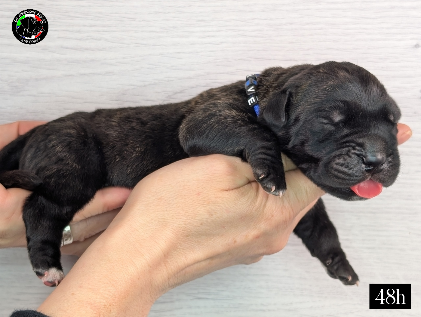De la Treizieme Legion - Chiots disponibles - Cane Corso