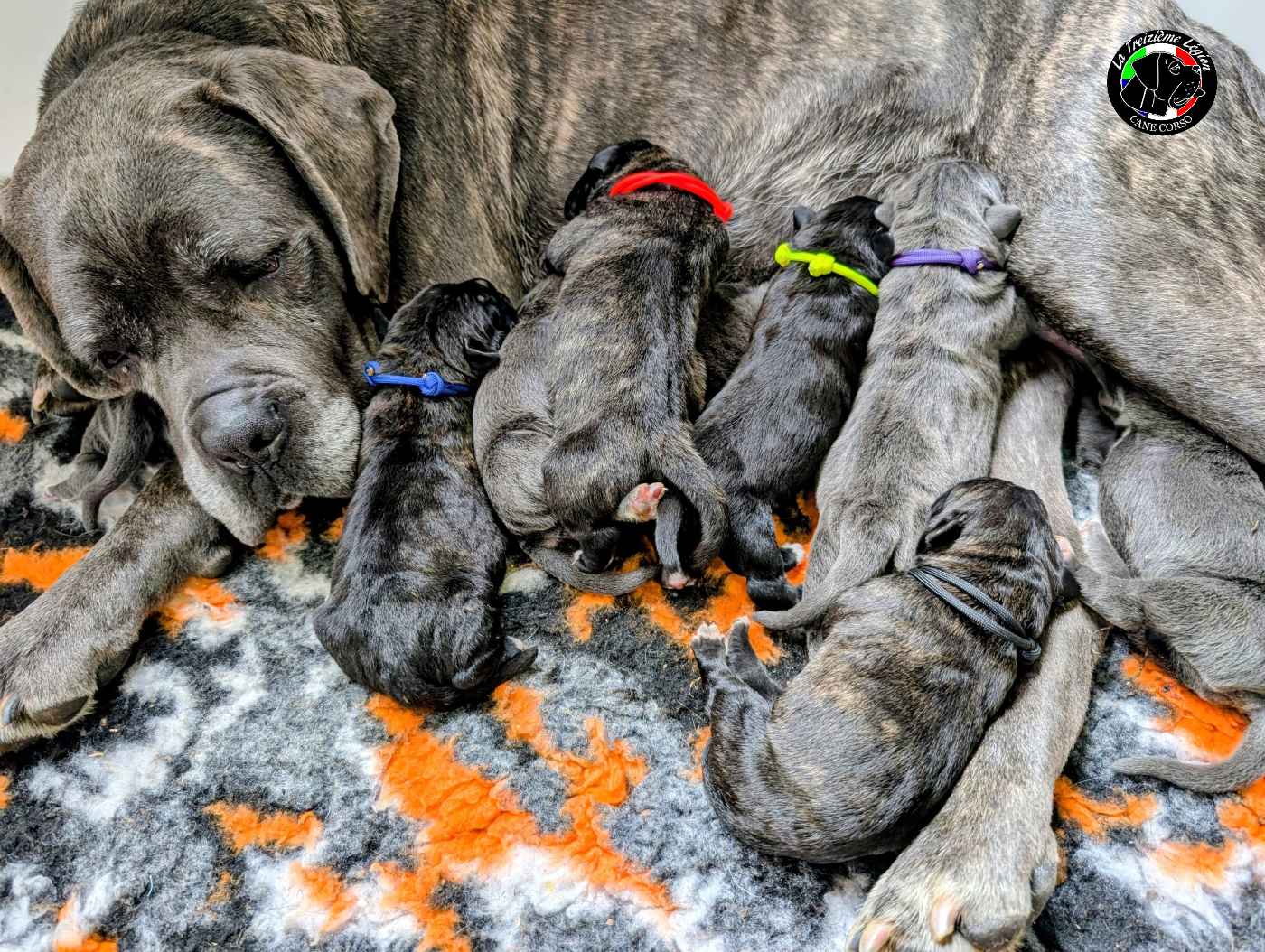 Chiot Cane Corso De la Treizieme Legion